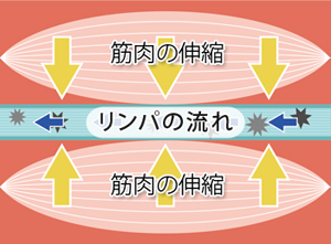 美しく健康になれる秘訣とは